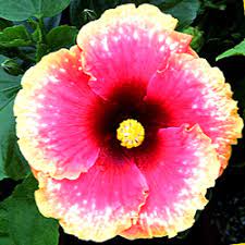 What color is a hibiscus flower. Hidden Valley Hibiscus Hibiscus Pigments Why Do Hibiscus Flowers Change Colors