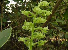 Image result for Habenaria dregeana