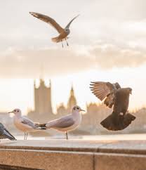 Kimberly Lane Ellis Obituary August 28, 2021