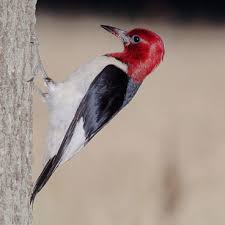 Check spelling or type a new query. Missouri And Its Birds