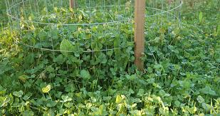By studying the natural food that is available for deer you can then provide supplemental or additional nutritional food by planting various food plot crops and providing minerals. Qdma S Guide To Clover Food Plots