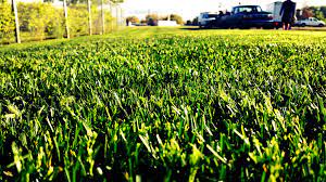 Maybe you would like to learn more about one of these? Pro Cut Lawn Care Landscaping Home Facebook