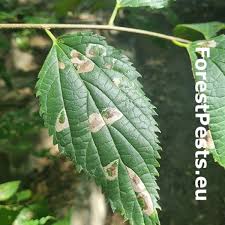 Image result for venturia saliciperda willow tree