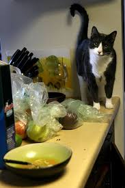 Your cat may be tempted to get on countertops to play with objects like keys, pens, lip balm tubes, and paper. How To Keep Your Cats Off The Kitchen Counter Cats Crazy Cats Homemade Cat