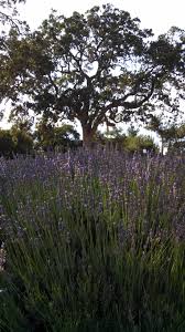 Clairmont farm is a family owned lavender farm located in the santa ynez valley in los olivos ca. Lavender Heaven At Clairmont Farms Titan S Table