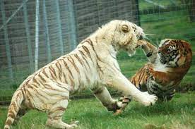 Rare White Tiger Fighting Wild Photography Animals Cats With Big Eyes