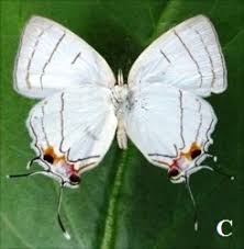 Image result for Agelanthus zizyphifolius