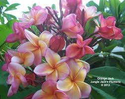 Pin On Plumeria For 2013