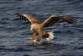 Large Birds With White Heads And White Tails White Tailed Eagle In Norway White Tailed Eagle Eagles Animals Of The World