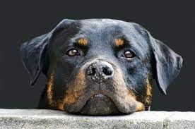 A mahogany colored rottweiler with that rich reddish tone will stand out from the crowd. 5 Radiant Rottweiler Colors Both Standard Rare Rottie Colors