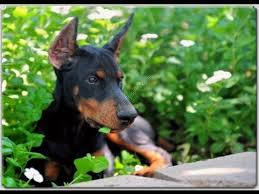 Only guaranteed quality, healthy puppies. Craigslist Pets For Sale In North Carolina 07 2021