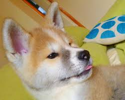 Find akitas for sale in houston on oodle classifieds. Japanese Akita Puppy Akita World