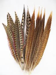 Bird That Sounds Like A Car Alarm Uk Pheasant Tail Feathers Decorator Mix 12 16 Inch Per Dozen Feather Tail Feathers Neck Tattoo