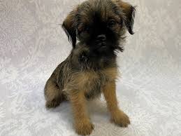 Beste preise # exklusive deals. Brussels Griffon Puppies Petland Bradenton