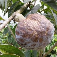 Image result for Annona
