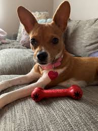 Maybe you would like to learn more about one of these? Rat Terrier And Chihuahua Mix For Sale Off 56 Www Usushimd Com