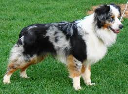 Love your dog's life™ · holistic & all natural · 100% made in the usa Miniature Australian Shepherd Puppies Home Facebook