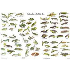 Chart Caterpillars Of The British Butterflies Gordon Riley