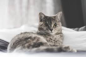 Maybe you would like to learn more about one of these? Veterinary Membership Plans Linder Pet Medical Care
