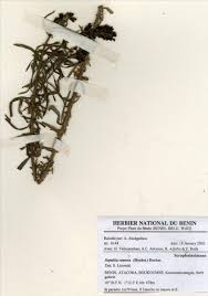 Image result for Sopubia ramosa