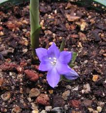 Image result for Cyanastrum johnstonii