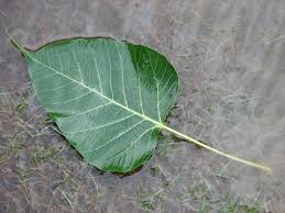 Indian Peepal Leaves 30 Ct Fresh Picked By Order Banyan Tree Leaf Puja Pooja For Sale Online Ebay