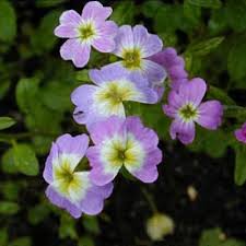 Image result for Malcolmia maritima