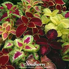 Image result for Coleus hereroensis