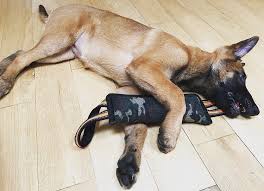 This site needs a newer browser. Yayyy Mama Got Me New Toy 13weeks Old Belgian Malinois Malinois New Toys