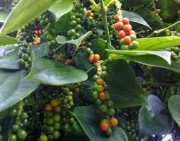 Penyakit kuning ini menjangkit pada tanaman yang disebabkan oleh fusarium oxysporum yang membuat daun tanaman menjadi kuning. Budidaya Lada Pohon Lada Syarat Tumbuh Bibit Analisanya