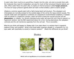 Maybe you would like to learn more about one of these? In Plant Cells There Must Be An Overall Flow Of Chegg Com