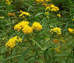 Image result for Gutenbergia polycephala