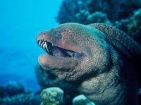 Alongside sharks, moray eels are among the most feared fish in the ocean. Moray Eels Attack Alien Style With Second Pair Of Jaws Not Exactly Rocket Science