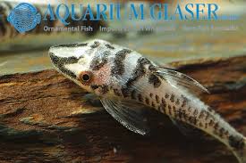 Group of 6 hypoptopoma (nannoptopoma) sp peru plecos. Aquarium Glaser Gmbh On Twitter Nannoptopoma Sp Blanco New Peru Find More Details And Pics Https T Co Kgexunudlm