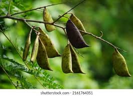 Image result for Caesalpinia sappan