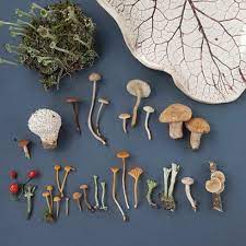 Set Of 10 Dried Little 2 5 Mushrooms For Resin Jewelry Etsy In 2021 Diy Resin Crafts Stuffed Mushrooms Resin Jewelry