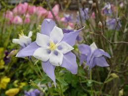 It is predominantly a rocky. Colorado Blue Columbine Aquilegia Caerulea Pics4learning