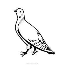 Pigeon coloring pages is a coloring activity sheet with a cute dove theme. Pigeon Coloring Page Ultra Coloring Pages
