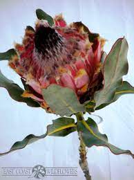 Queen Protea Available Sept Feb Big Bold Beautiful Flower Soft Pink Petals Tipped With Gold Pale Pink With Charcoal Black Centre Pishevye Podelki