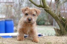 Aus unserer rassebeschreibung vom norwich terrier. Norfolk Terrier Home