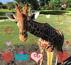 Where Are You Spending Valentine S Day Zoo Animals Animals Giraffe