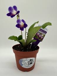 Image result for Streptocarpus goetzei