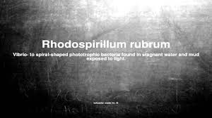 Therefore, these microorganisms must necessarily rely on other anaplerotic reactions. Medical Vocabulary What Does Rhodospirillum Rubrum Mean Youtube