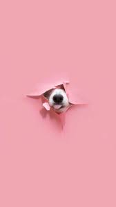 Iphone And Android Wallpapers Dog Nose Wallpaper For Iphone And Android Dog Wallpaper Puppy Dog Pictures Cute Dog Wallpaper