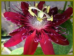 Lady Margaret Red Burgundy Passion Flower Vine Fragrant Live Plant Passiflora Coccinea X Incarnata Starter Size 4 Inch Pot Emerald Tm Passion Flower Plant Flowering Vines Passion Flower