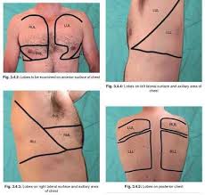 The rib cage surrounds the lungs and the heart, serving as an important means of bony protection for these vital organs. Respiratory Examination Relevant Anatomy And Physiology Epomedicine