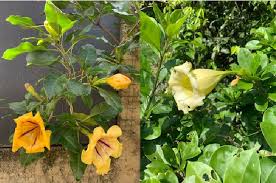 Image result for Solandra maxima