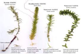 Image result for Hydrilla