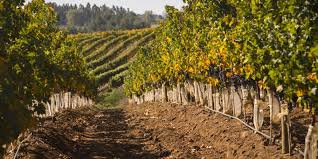 Save $0.00 (0 %) ships today if ordered in next 5 hours. Jascots Wine Merchants Curico
