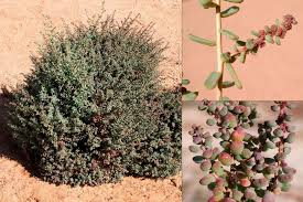 Image result for Suaeda vermiculata